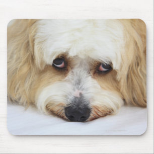 humourous close-up of bichon frise dog mouse mat