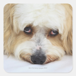 humourous close-up of bichon frise dog square sticker