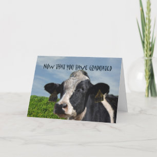 Humourous Congratulations on Graduating Cow Bovine Card