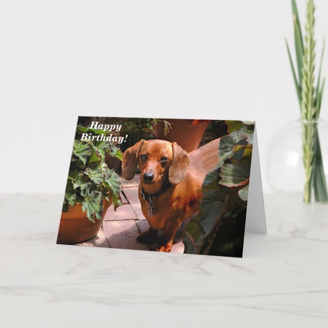 Humourous Dachshund Birthday Card (Front)