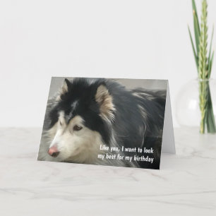Humourous Dog Birthday Card