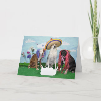 Humourous greeting card, photo of 3 dogs, any card