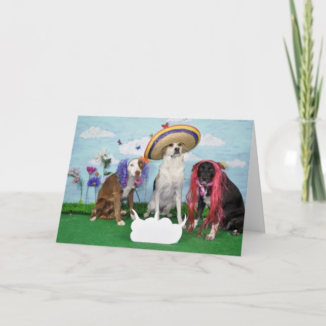 Humourous greeting card, photo of 3 dogs, any card (Front)
