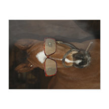Humourous Horse Foal Smoking Cigar Postcard