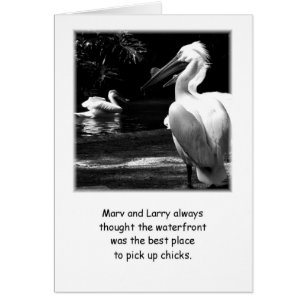 Humourous Pelicans