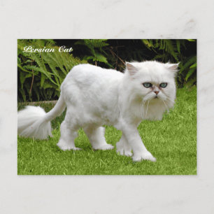 Humourous White Persian Cat Postcard