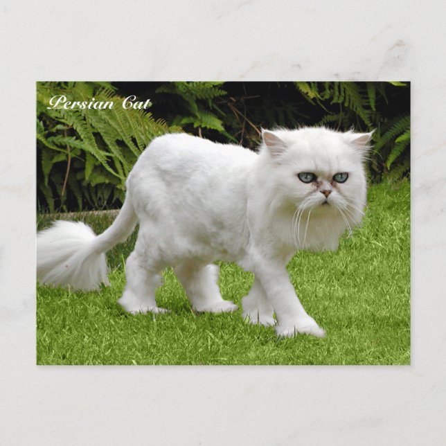 Humourous White Persian Cat Postcard (Front)