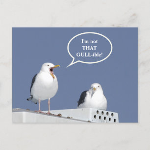 Humourous Yelling Seagull Funny Post Card