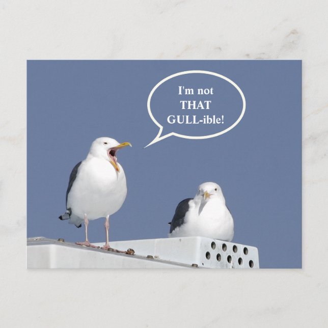 Humourous Yelling Seagull Funny Post Card (Front)