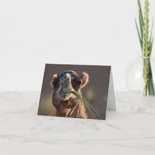 Hump Day Camel Feasting on Green Grass Card