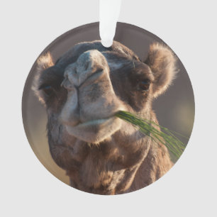 Hump Day Camel Feasting on Green Grass Ornament
