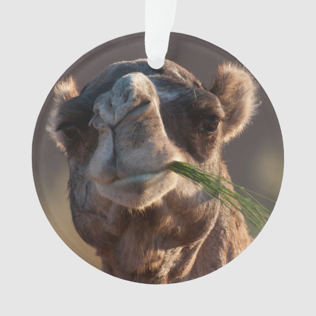 Hump Day Camel Feasting on Green Grass Ornament (Front)