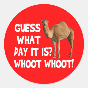 Hump Day Camel Guess What Day It Is Stickers