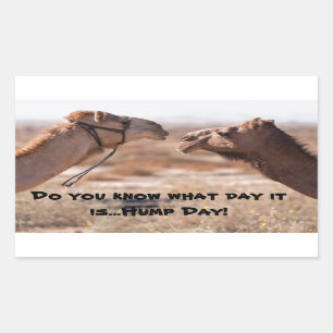 Hump Day Camels Rectangular Sticker