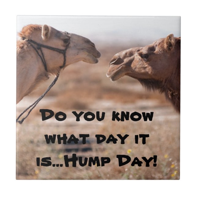 Hump Day Camels Tile (Front)