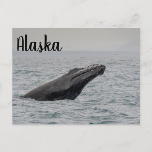 Humpback Breach Alaska Postcard