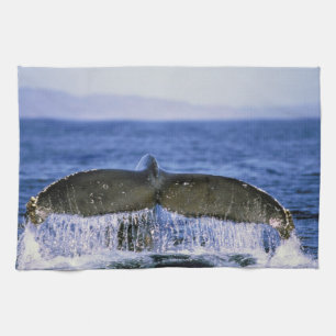 Humpback tail. tea towel