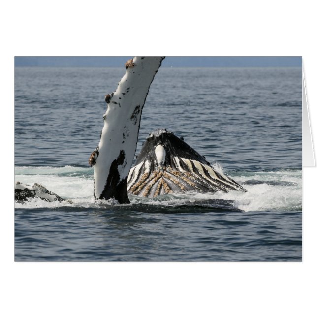 Humpback Whale (Front Horizontal)