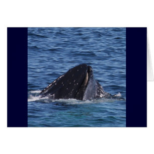 Humpback Whale
