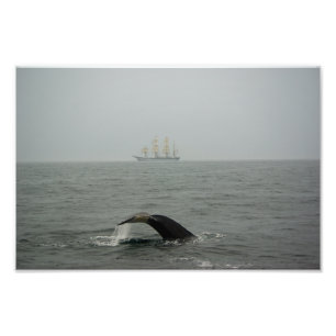 Humpback Whale and Tall Ship 2 Photo Print