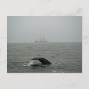 Humpback Whale and Tall Ship 2 Postcard