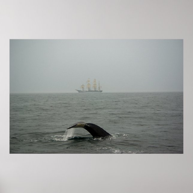 Humpback Whale and Tall Ship 2 Print (Front)