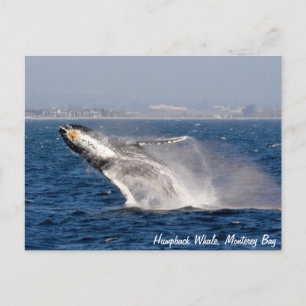 Humpback Whale Breach Postcard