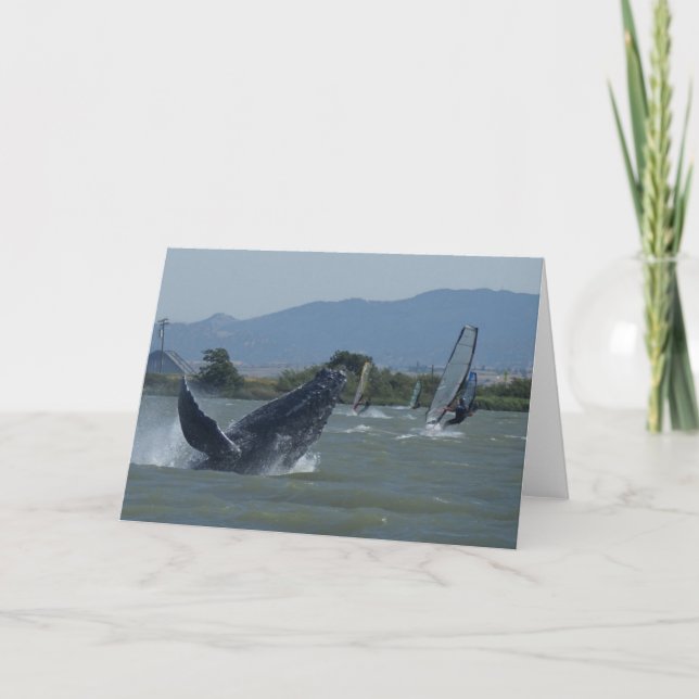 Humpback Whale Breaching by Windsurfers Card (Front)
