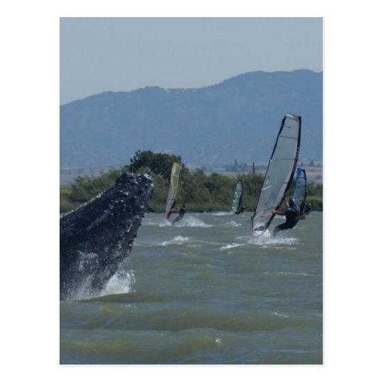 Humpback Whale Breaching by Windsurfers Postcard