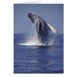 Humpback whale breaching (Megaptera