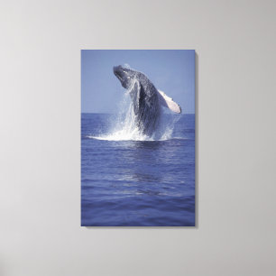 Humpback whale breaching (Megaptera Canvas Print