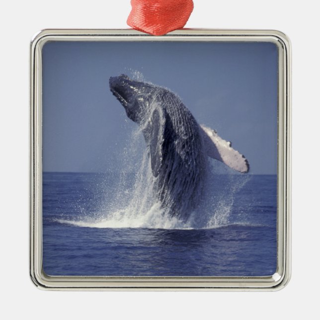 Humpback whale breaching (Megaptera Metal Tree Decoration (Front)