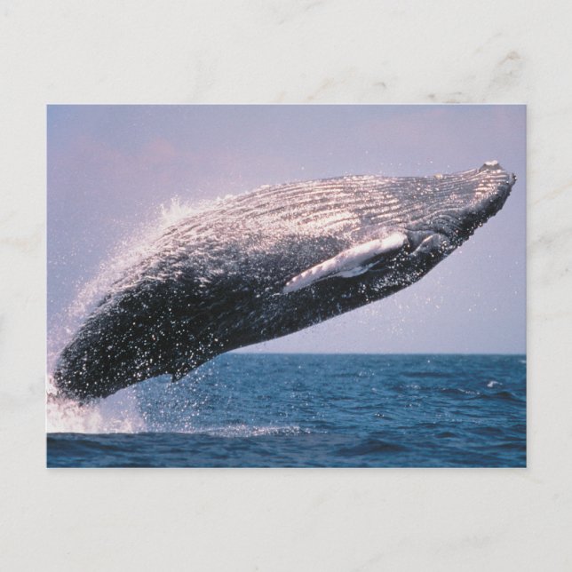 Humpback Whale Breaching Postcard (Front)