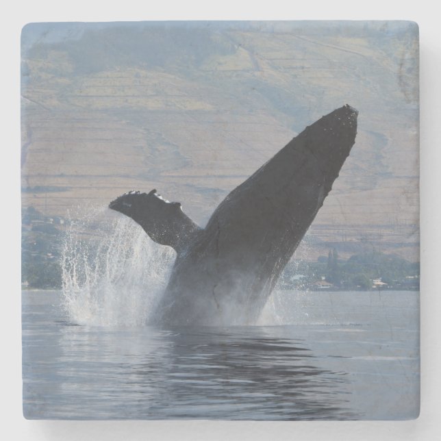 humpback whale breaching stone coaster (Front)