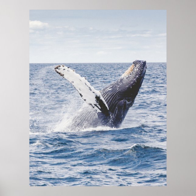 Humpback whale breaching united states poster (Front)