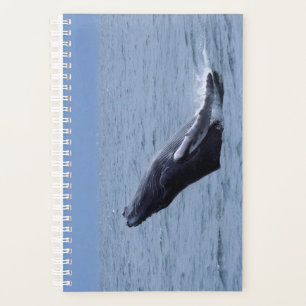 Humpback Whale Calf Breaching Planner