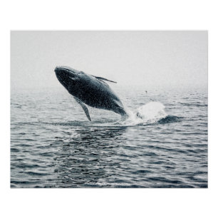 Humpback Whale Calf Poster