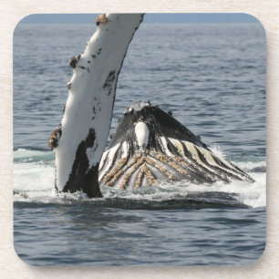 Humpback Whale Coaster