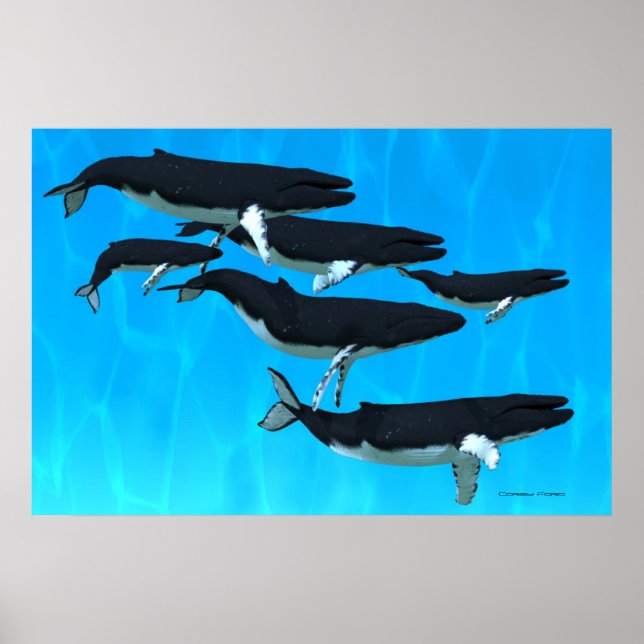 Humpback Whale Family Print (Front)
