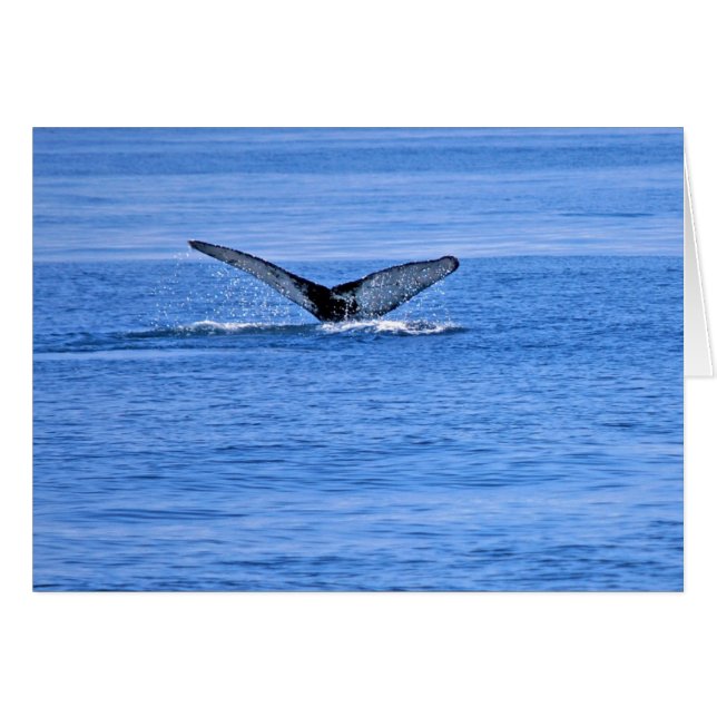 Humpback Whale Fluke (Front Horizontal)