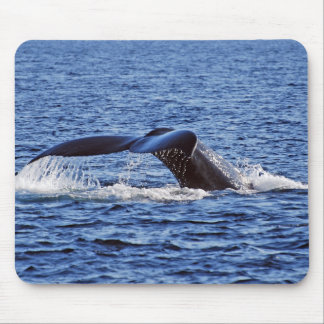 Humpback Whale Fluke, Victoria, BC Mouse Mat