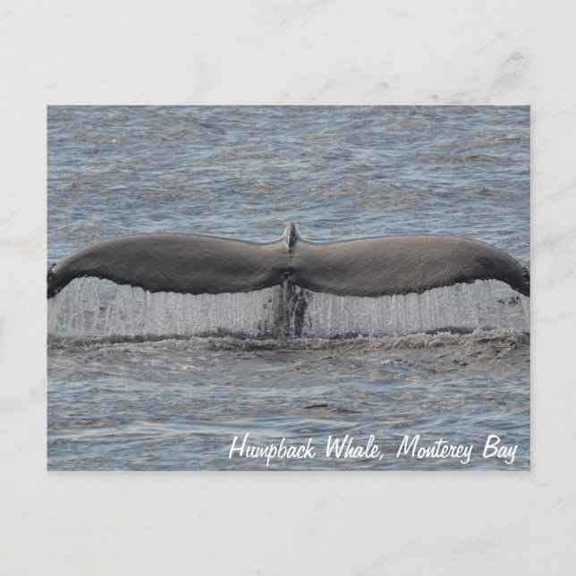 Humpback Whale Flukes Postcard (Front)