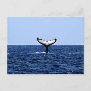 Humpback Whale in Ocean Postcard