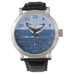 Humpback Whale in Ocean Watch