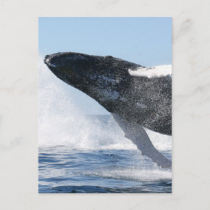 Humpback Whale Jumping High Postcard