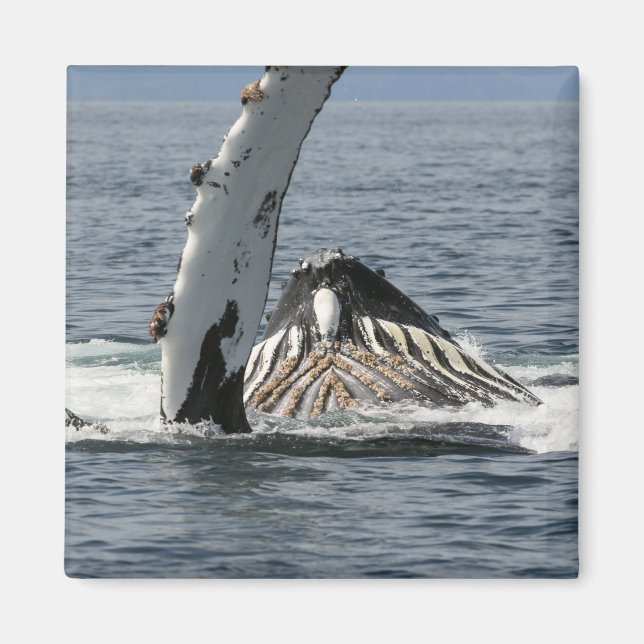 Humpback Whale Magnet (Front)