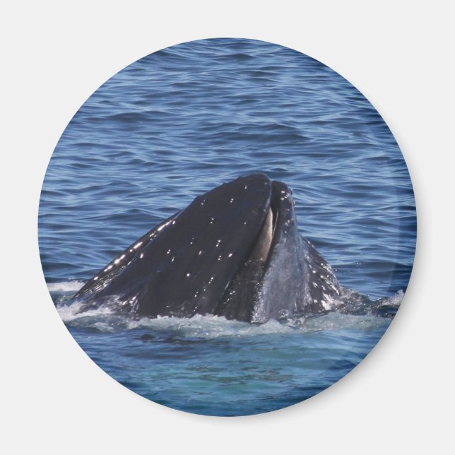 Humpback Whale Magnet (Front)