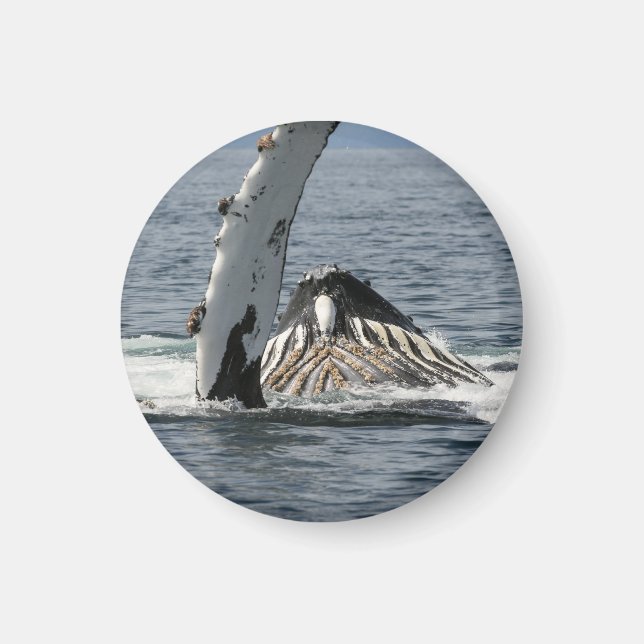 Humpback Whale Magnet (Front)