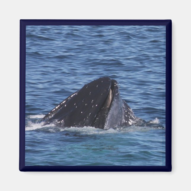 Humpback Whale Magnet (Front)