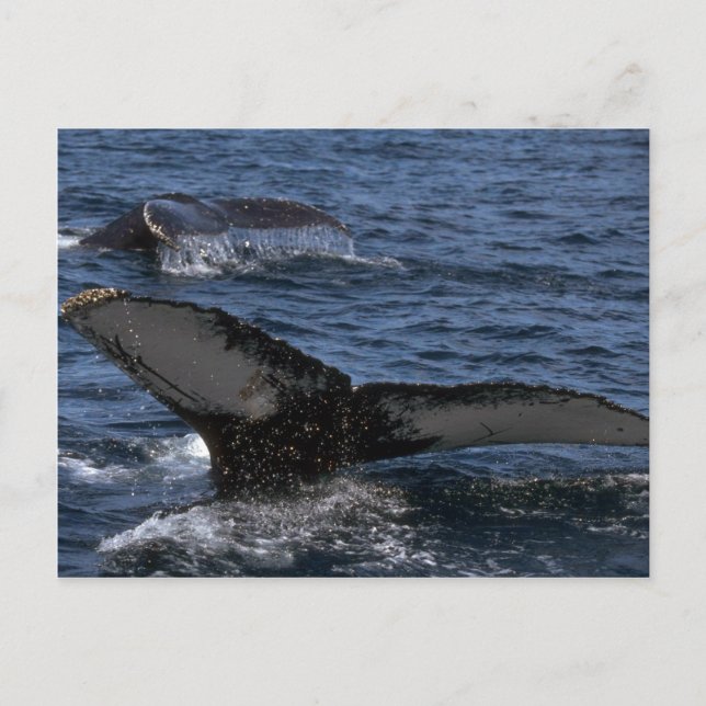 Humpback Whale Pair Postcard (Front)